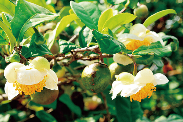 茶树的叶子、花朵与果实都很接近山茶花。